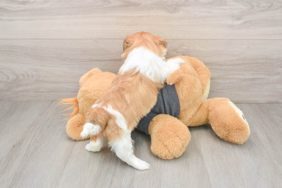 Havashu Pup Being Cute