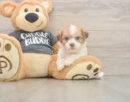 7 week old Havashu Puppy For Sale - Windy City Pups