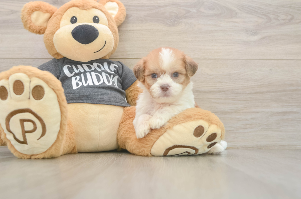 7 week old Havashu Puppy For Sale - Windy City Pups