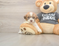 7 week old Havashu Puppy For Sale - Windy City Pups