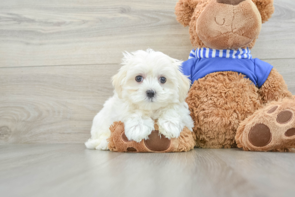 Maltese Pup Being Cute