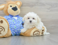 8 week old Maltese Puppy For Sale - Windy City Pups