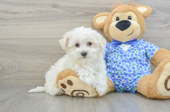 Happy Maltese Purebred Puppy