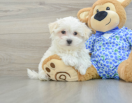 8 week old Maltese Puppy For Sale - Windy City Pups