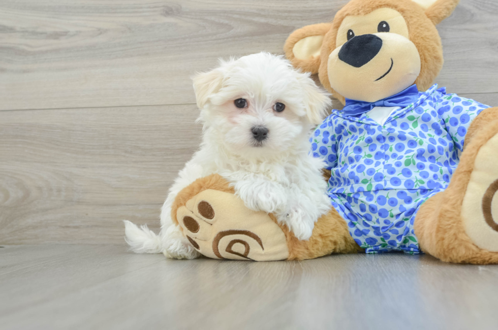 8 week old Maltese Puppy For Sale - Windy City Pups