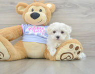 7 week old Maltese Puppy For Sale - Windy City Pups