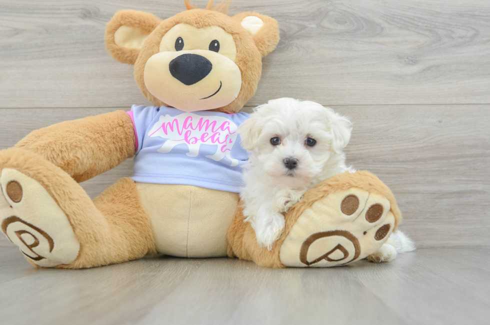 7 week old Maltese Puppy For Sale - Windy City Pups