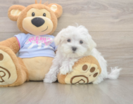 8 week old Maltese Puppy For Sale - Windy City Pups