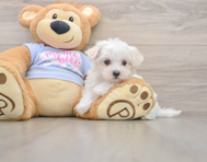 7 week old Maltese Puppy For Sale - Windy City Pups