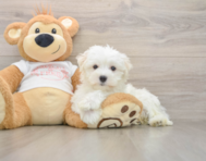 8 week old Maltese Puppy For Sale - Windy City Pups