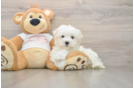 Best Maltese Baby