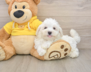 8 week old Maltese Puppy For Sale - Windy City Pups