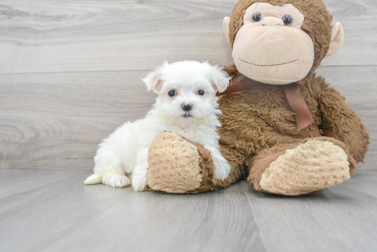 Maltese Pup Being Cute