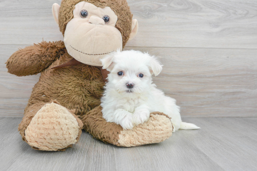 Maltese Puppy for Adoption