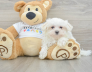 8 week old Maltese Puppy For Sale - Windy City Pups