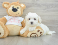 8 week old Maltese Puppy For Sale - Windy City Pups