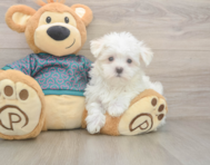 8 week old Maltese Puppy For Sale - Windy City Pups