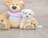 7 week old Maltese Puppy For Sale - Windy City Pups
