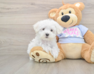 7 week old Maltese Puppy For Sale - Windy City Pups