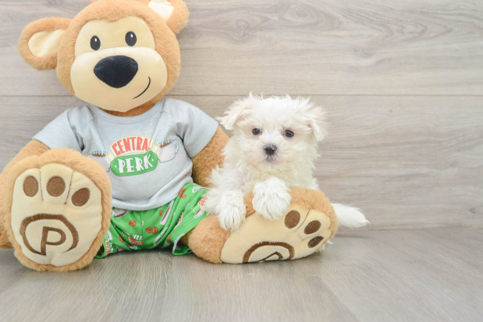 Maltese Puppy for Adoption