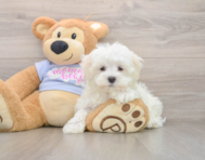 8 week old Maltese Puppy For Sale - Windy City Pups
