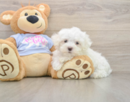 7 week old Maltese Puppy For Sale - Windy City Pups