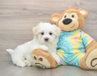 7 week old Maltese Puppy For Sale - Windy City Pups