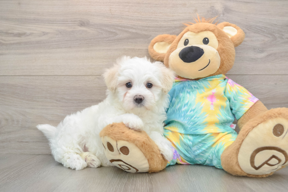 Best Maltese Baby