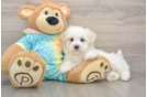 Sweet Maltese Purebred Puppy