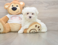 7 week old Maltese Puppy For Sale - Windy City Pups