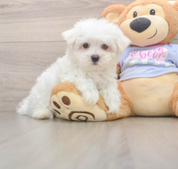 7 week old Maltese Puppy For Sale - Windy City Pups