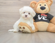 7 week old Maltese Puppy For Sale - Windy City Pups