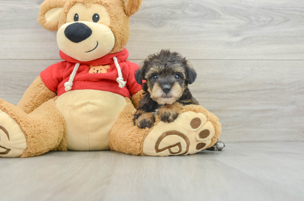 8 week old Mini Schnoodle Puppy For Sale - Windy City Pups