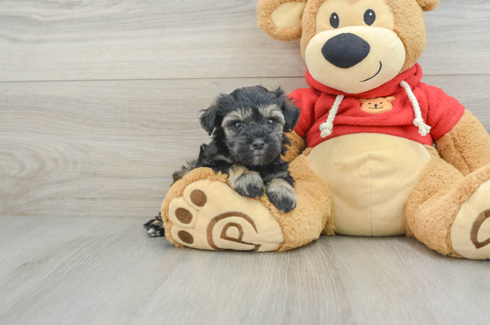 8 week old Mini Schnoodle Puppy For Sale - Windy City Pups