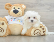 8 week old Maltese Puppy For Sale - Windy City Pups