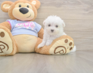 7 week old Maltese Puppy For Sale - Windy City Pups