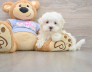 8 week old Maltese Puppy For Sale - Windy City Pups