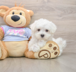 7 week old Maltese Puppy For Sale - Windy City Pups