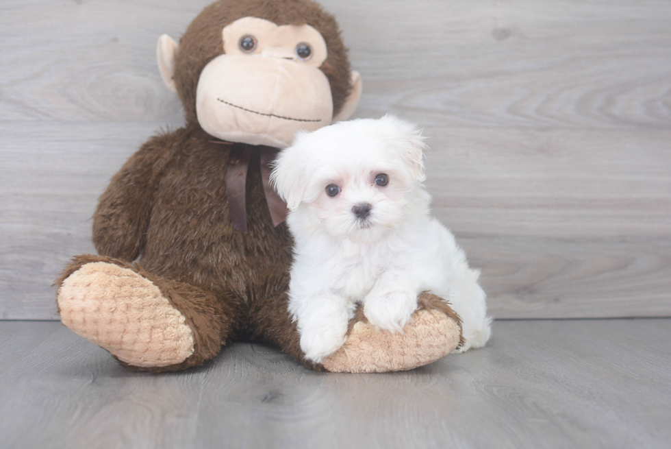 Playful Maltese Baby