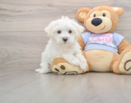 8 week old Maltese Puppy For Sale - Windy City Pups