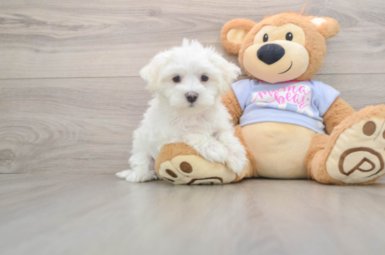 Maltese Puppy for Adoption