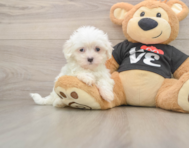 7 week old Maltese Puppy For Sale - Windy City Pups