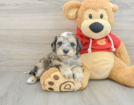 8 week old Mini Schnoodle Puppy For Sale - Windy City Pups