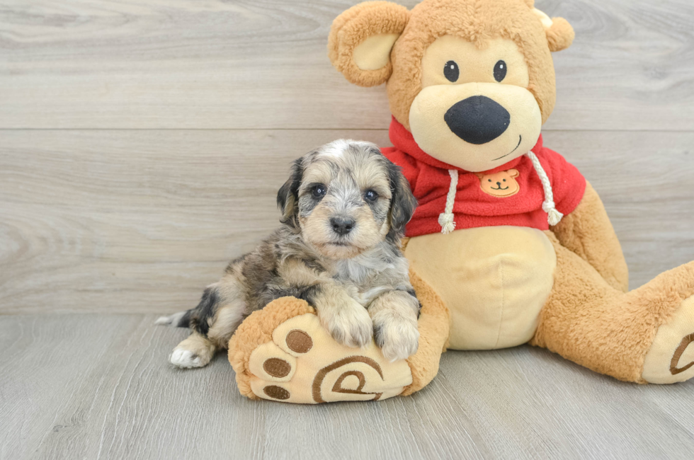 8 week old Mini Schnoodle Puppy For Sale - Windy City Pups