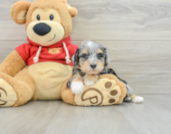 8 week old Mini Schnoodle Puppy For Sale - Windy City Pups