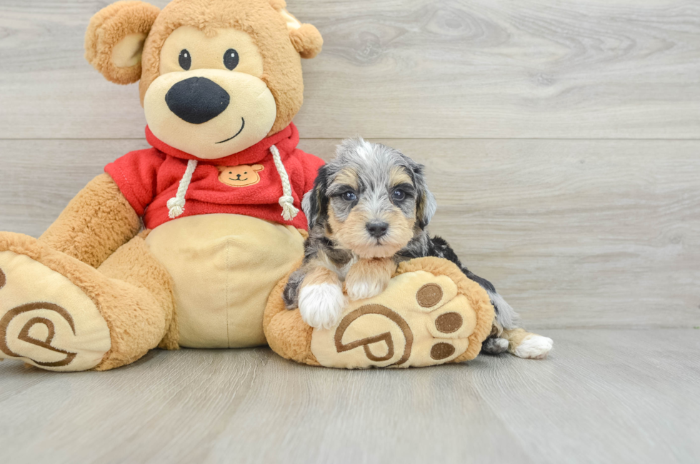 8 week old Mini Schnoodle Puppy For Sale - Windy City Pups