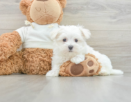 9 week old Maltese Puppy For Sale - Windy City Pups