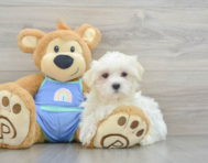 9 week old Maltese Puppy For Sale - Windy City Pups