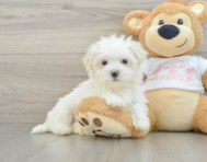 8 week old Maltese Puppy For Sale - Windy City Pups