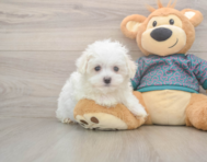 8 week old Maltese Puppy For Sale - Windy City Pups